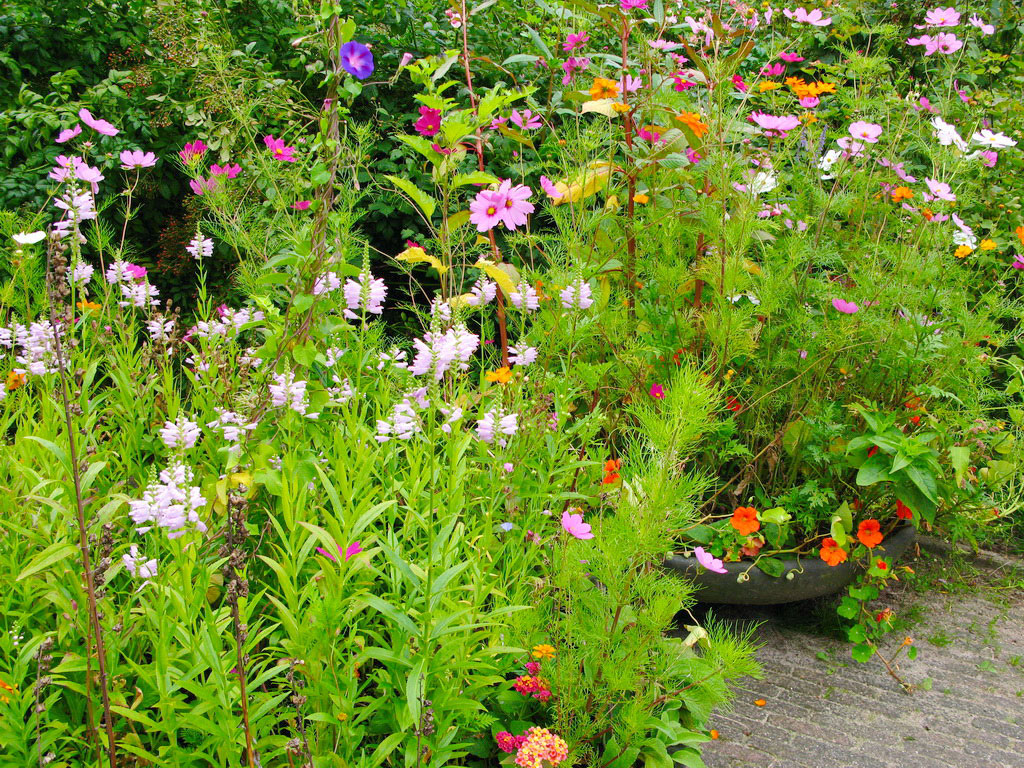 Zaai Zelf Je Bloemenweide Lekker In Je Tuin